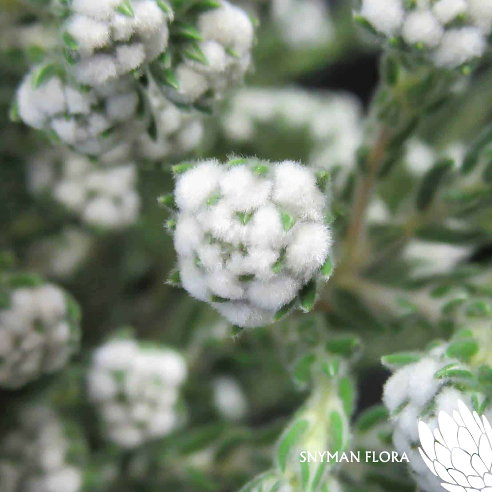 Cotton Bush
