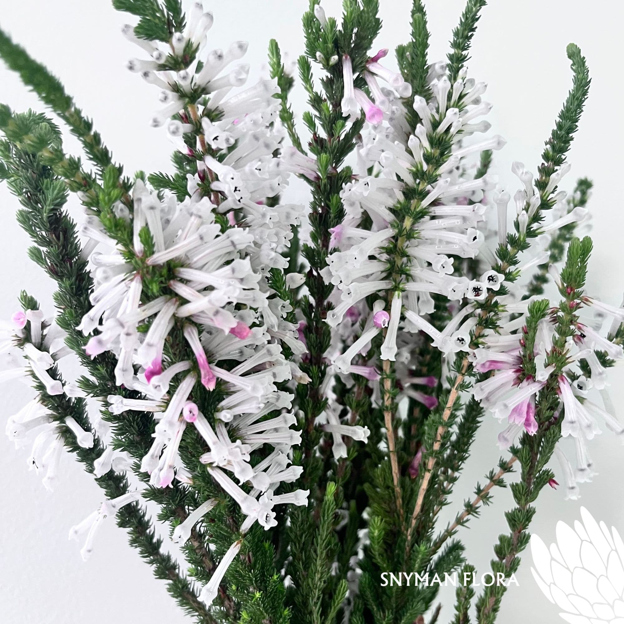 south-africa-protea-export-Erica Prince of Wales.2
