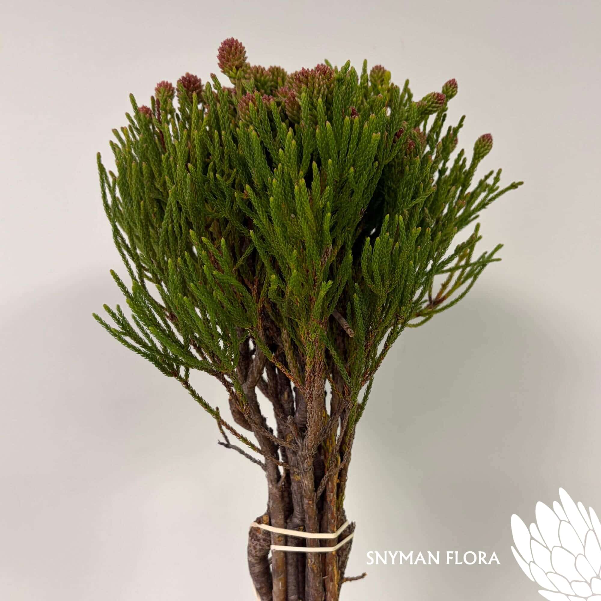 south-africa-protea-export-Nebelia Cluster Star.1