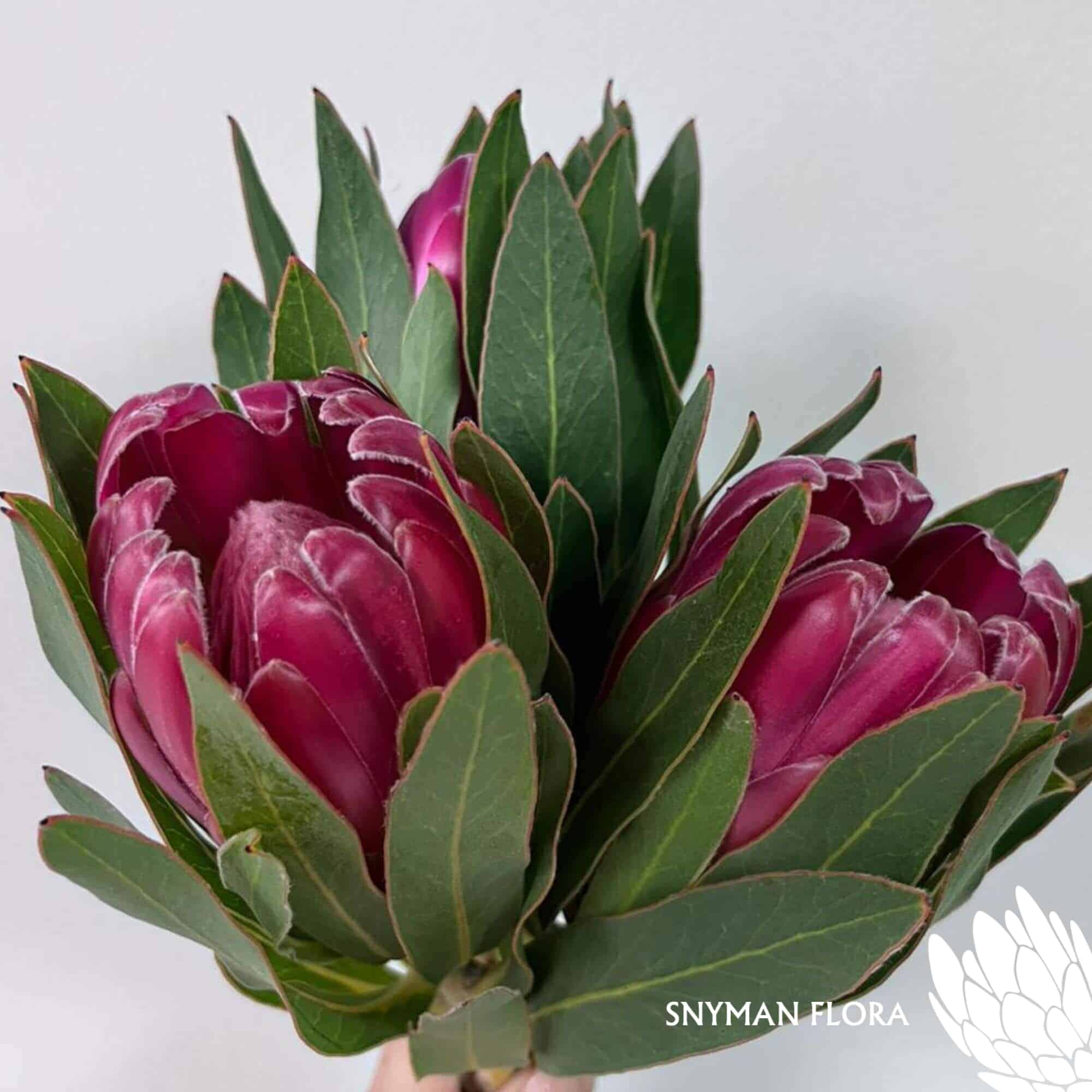south-africa-protea-export-Protea Brenda.1
