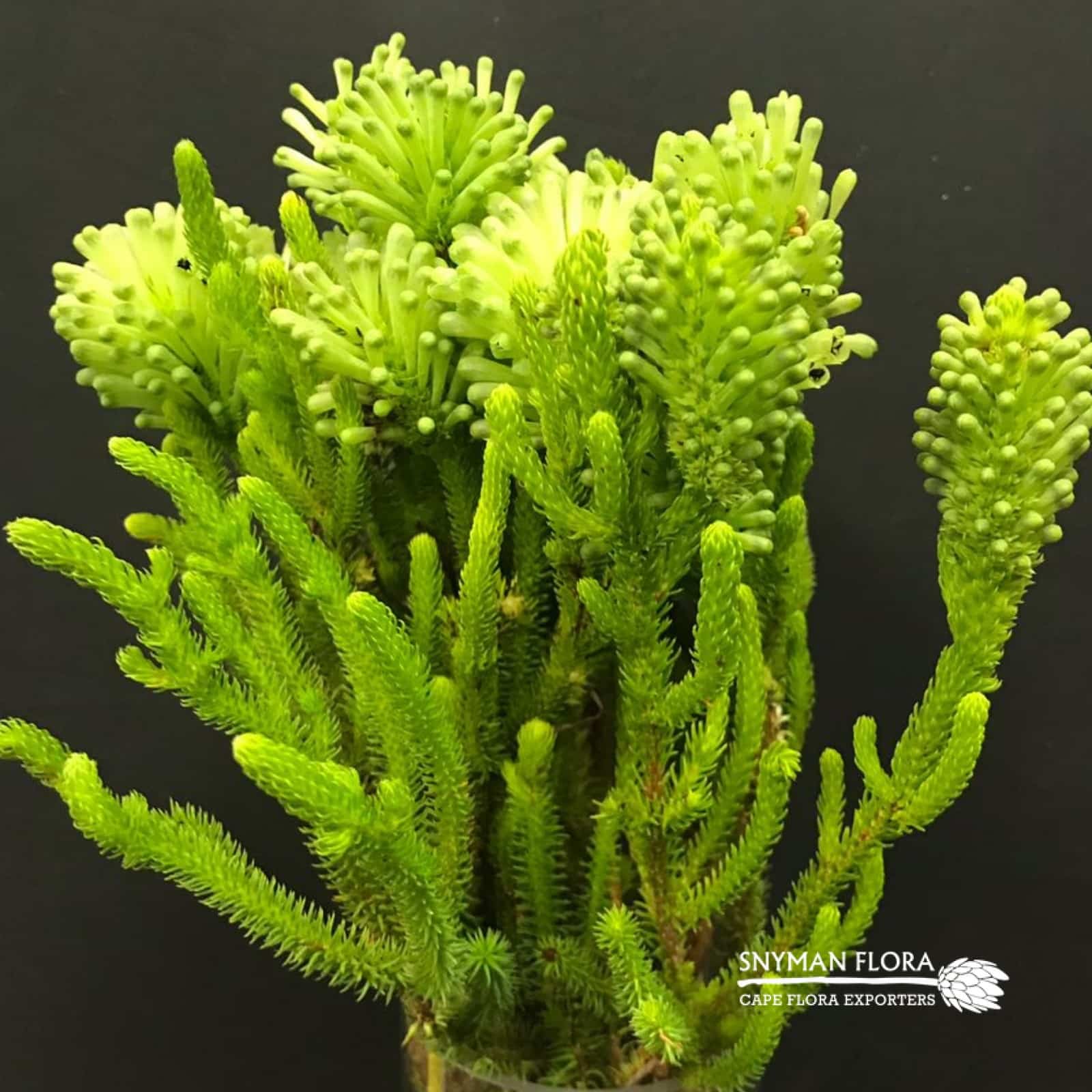 Erica Sessiliflora