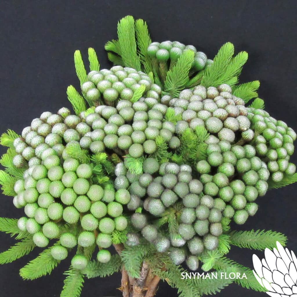 Brunia Albiflora