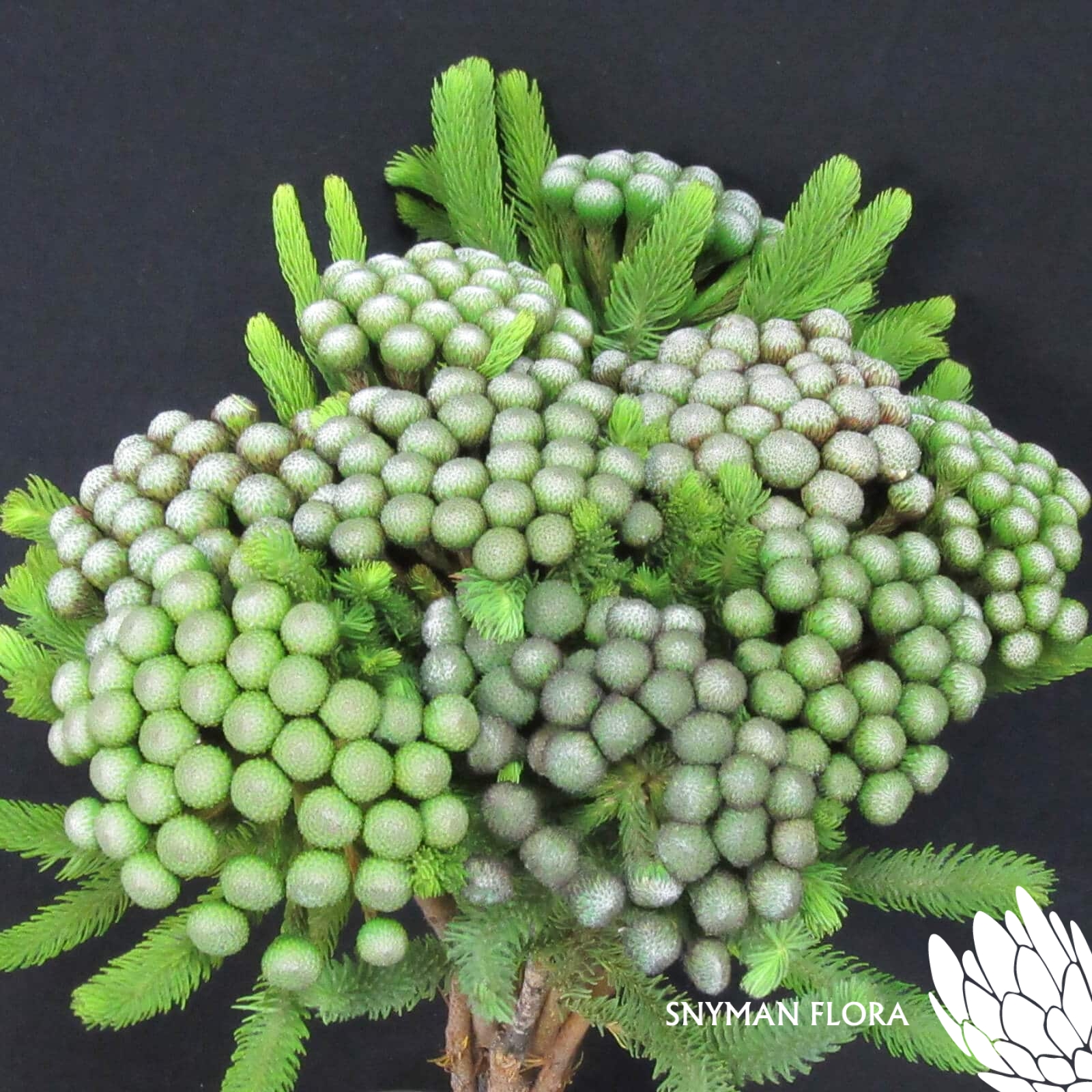 Brunia Albiflora