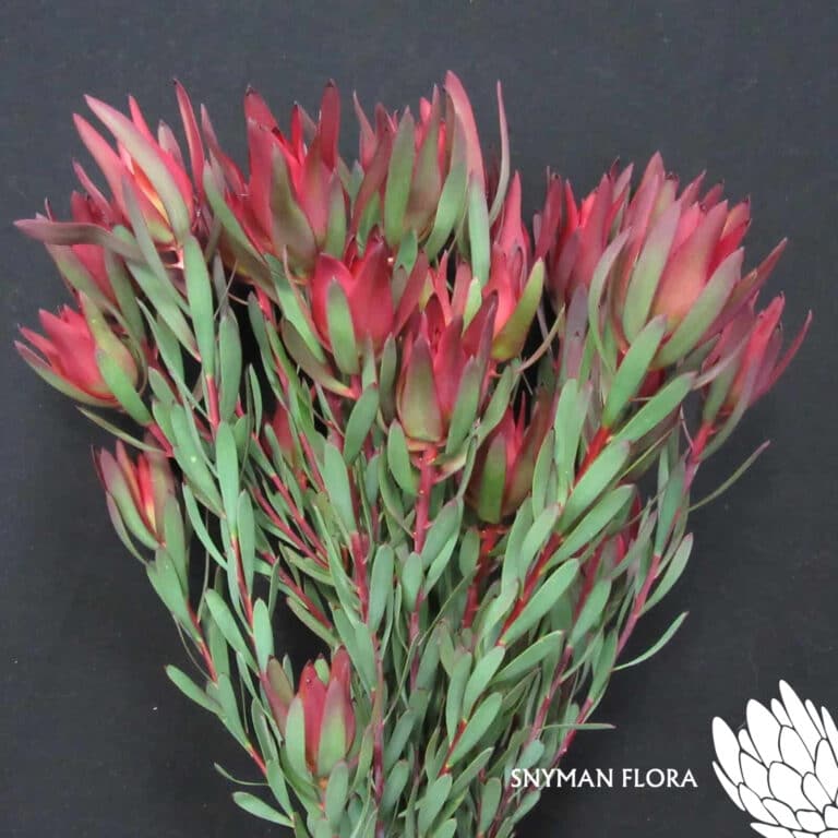 Leucadendron Blush Spray 1