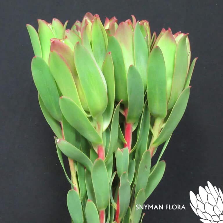Leucadendron Mountain Rose