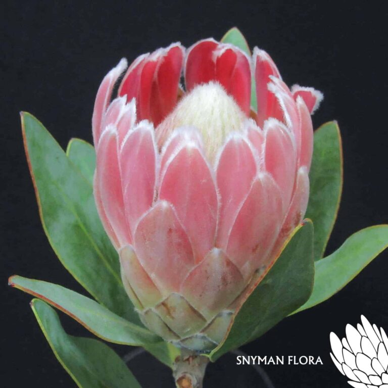 Protea Penny Pink