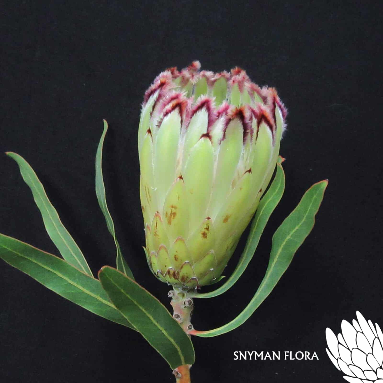 Protea Limelight