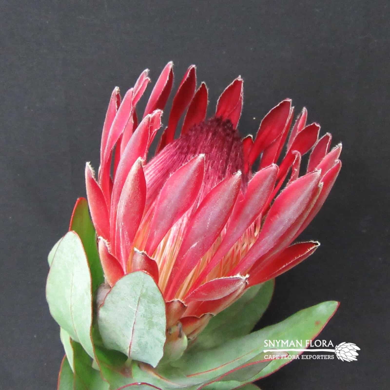 Protea Sharonet