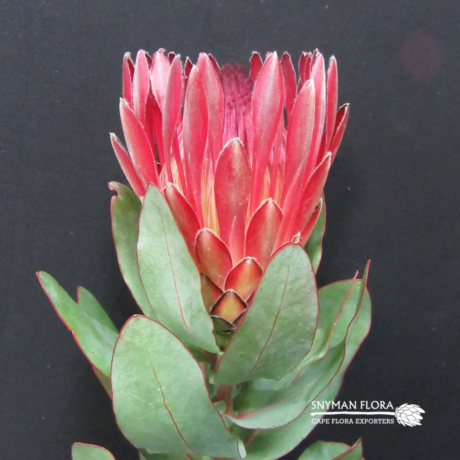 Protea Sharonet