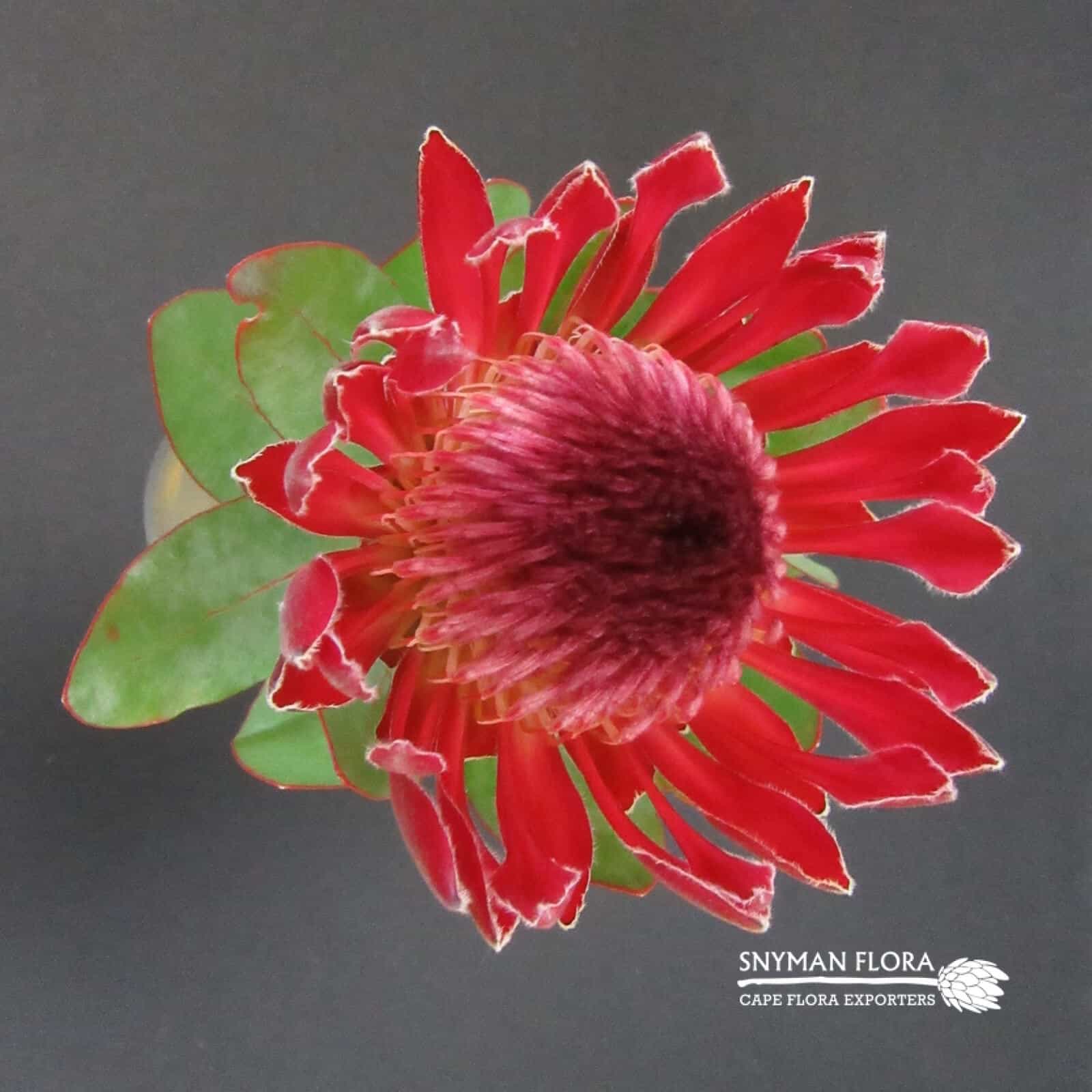Protea Sharonet