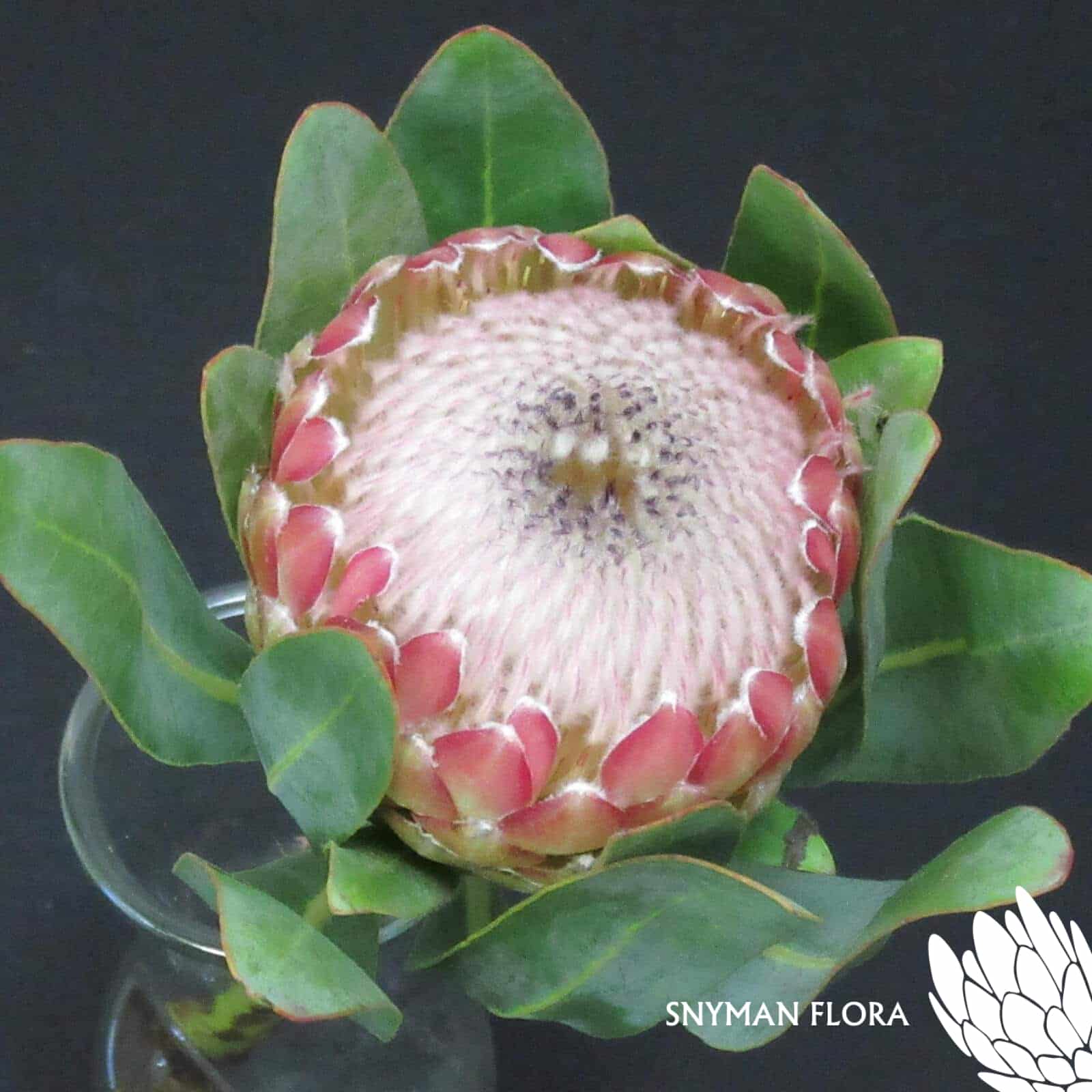 Protea Susara