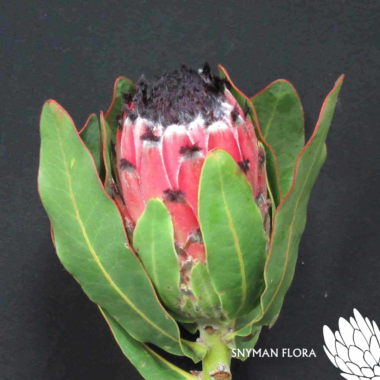 Protea Barbigera