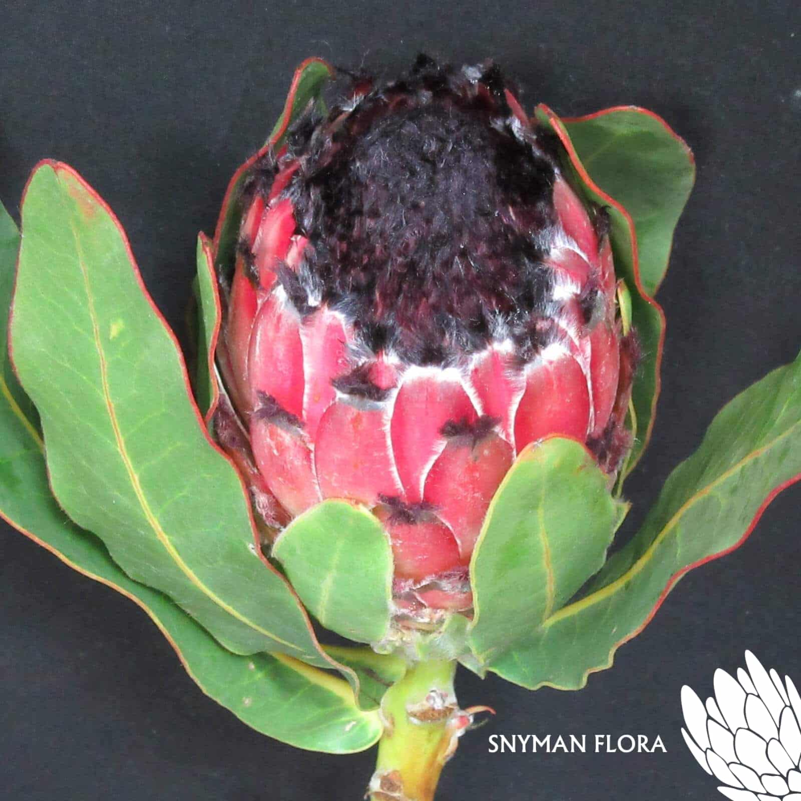Protea Barbigera
