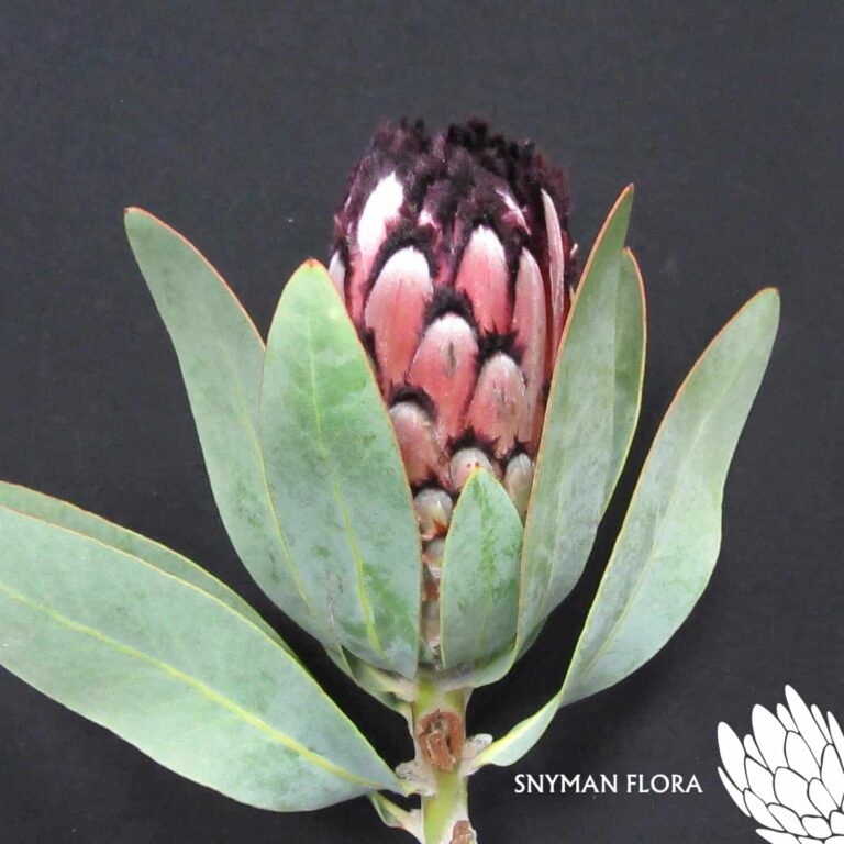 Protea Didi