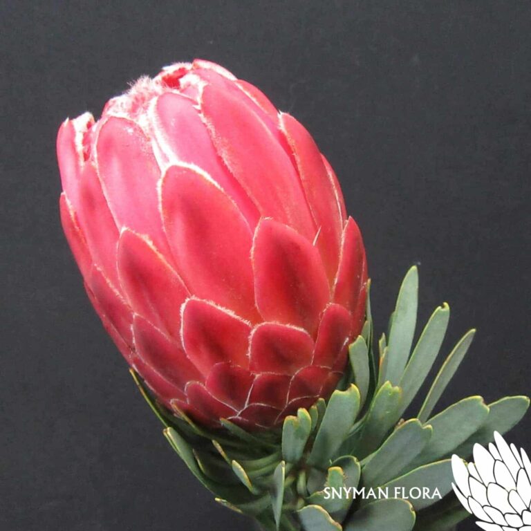 Protea Venus