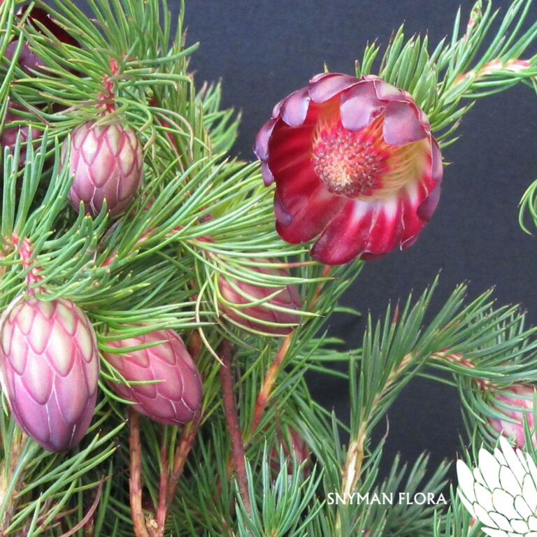Protea Nana