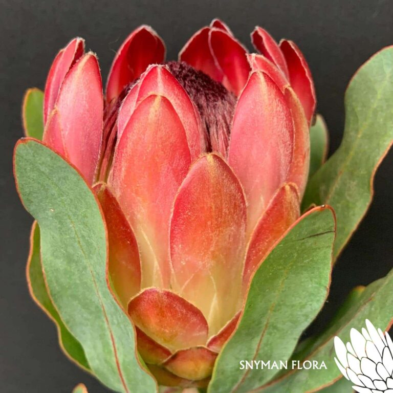 Protea Sharon